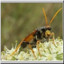 Tenthredo campestris - Blattwespe 03.jpg